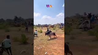 Morattu kaalai🔥😈⚡subscribe ❣️jallikattu videosvideoshort photography owncontent [upl. by Potts]