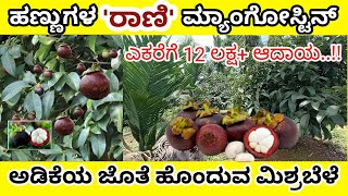 Mangosteen plantation with Arecanut ಮ್ಯಾಂಗೋಸ್ಟೀನ್ ಬೆಳೆಯುವ ವಿಧಾನ Mangosteen farming [upl. by Parnell]