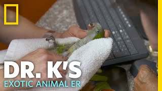 A Beakless Bird Needs Help  Dr K’s Exotic Animal ER [upl. by Netsirt]