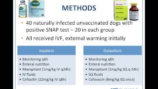 Vet to Vet EvidenceBased Parvovirus Treatment  conference recording [upl. by Jalbert]