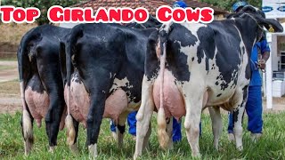 Girlando Cow Farm  Top Class Girlando Cows [upl. by Madai]