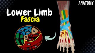 Fascia of the Lower Limb Cross Sections Tendinous Sheath Retinaculum  Anatomy [upl. by Tsyhtema6]