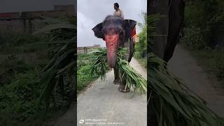 peless sport me animal elephant [upl. by Olivann371]