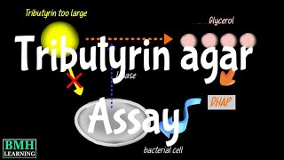 Isolation Of Lipase Producing Bacteria  Tributyrin Agar  Lipid Hydrolysis Assay [upl. by Mignon670]