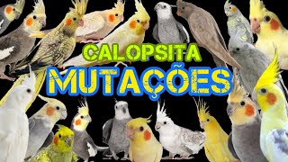 CALOPSITA  MUTAÇÕES  CORES  RAÇAS  COMO SABER QUAL É A MINHA Principais mutações de calopsita [upl. by Dyob]