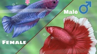 How to find gender in betta fish Tamil [upl. by Moser556]