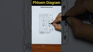 Phloem Diagram Easy shorts phloem diagram habibdrawingschool [upl. by Magna274]