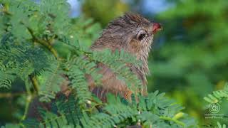 The Sirkeer Malkoha A Masterclass in Mimicry birds nature wildlife [upl. by Ahsinoj]