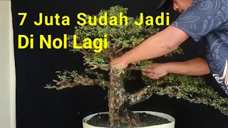 Beli Bonsai 7 Juta Sudah Jadi Di Nolkan [upl. by Eilyr195]