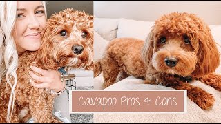 Pros amp Cons Of The Cavapoo Breed  Archie The Cavapoo [upl. by Nej]