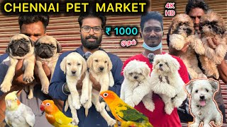 Chennai pet market🐕🦜  Exotic pets😱 Boardway market  Chennai sunday market  Pet vlogs [upl. by Eanil984]