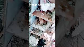 High flying pigeon joor remix dj song dance music bhojpurisongsachinbabu djsachinbabuhitech [upl. by Tiphany910]