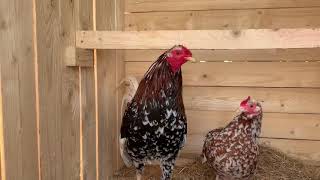 American Gamefowl Morgan whitehackles [upl. by Sonnnie]