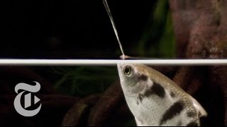 A Fish That Spits With Perfect Aim Archerfish in Action  ScienceTake  The New York Times [upl. by Rafaela]