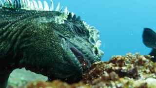 Marine Iguanas  Planet Earth  BBC [upl. by Esinaej921]