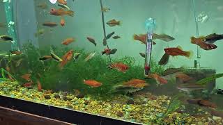 Swordtail Stocked tank in my hatchery [upl. by Eirok969]