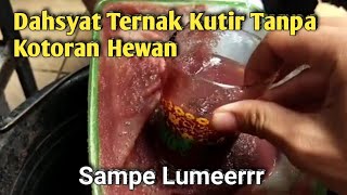 Cara Mudah Ternak Kutu Air Tanpa Kotoran Hewan [upl. by Llydnek27]