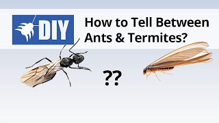 Termites vs Ants  How to Tell the Difference Between Ants amp Termites [upl. by Yedoc127]