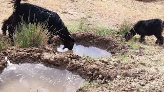 Rebuilding the water fountain from start to finish to feed animals  and plant trees nature suppor [upl. by Ashford]