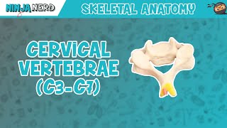 Cervical Vertebrae C3C7 Anatomy [upl. by Lerak]