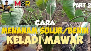 CARA MENANAM KELADI MAWAR  part 2 [upl. by Goulder]