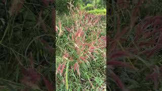 Pennisetum pedicellatum flowers [upl. by Edmanda]