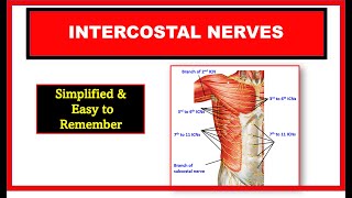 Intercostal nerves  Typical and Atypical intercostal nerves  Thorax anatomy [upl. by Ahsiek604]