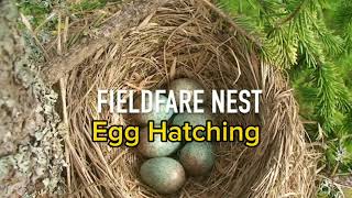 Fieldfare Nest  Fieldfare Egg Hatching  Fieldfare Baby Feeding [upl. by Hplodur499]