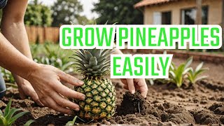 How to grow pineapple with biogas waste [upl. by Harle]