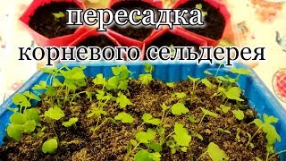 Пересадкаперевалка корневого сельдереяceleriac celeryroot swordplay [upl. by Eteragram]