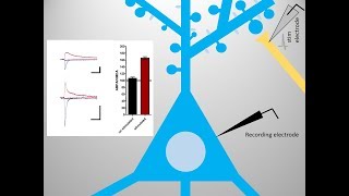 Long Term Potentiation LTP basics [upl. by Heinrike478]