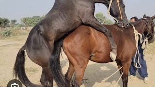 horse meeting amazing video [upl. by Warren450]