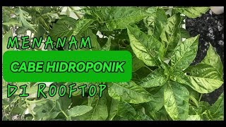 Menanam Cabe Hidroponik di Rooftop [upl. by Waugh]