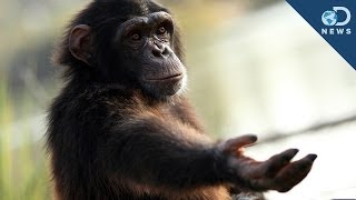 Should Chimps Have Human Rights [upl. by Namaan]