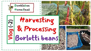 Harvesting and processing Borlotti Beans [upl. by Royo]