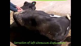 Left abomasum displacement roll and toggle method by dr Murtaza khalil ANIMALS KNOWLEDGE [upl. by Hajile135]