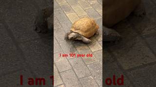 WATCH 101 YEAR OLD TORTOISE 🐢😱animals viral shorts [upl. by Durrej]