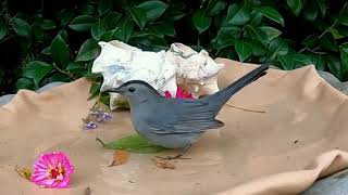 Meet the Grey Catbird The Amazing Mimic of the Bird World 🐦🎶quot [upl. by Ydahs]