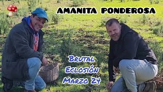 Amanita Ponderosa GuRuMeLoS en MARZO de 2024 🍄 [upl. by Morna255]