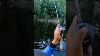 Parte 2 tucuna tucunare peacockbass tucunar videoviral fishing tucunareazul tucunavara [upl. by Sheldon283]