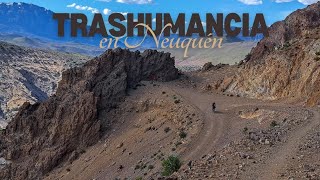 CAPÍTULO 36 Trashumancia en Neuquén [upl. by Noillid]