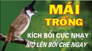 Chào Mào mái Kích Trống lên Lửa  Thúc Trống Nhanh Sổ Bọng Hót Đấu  Cách Luyện Bổi Hót Đấu [upl. by Menon]