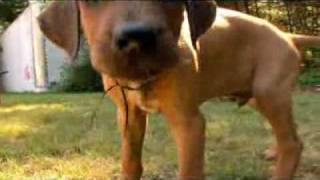 Rhodesian Ridgeback Video Animal Planet [upl. by Reteip644]