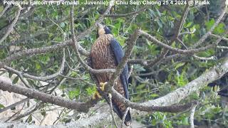 Peregrine Falcon Falco peregrinus ernesti  Juvenile  Chiu S C DSCN6631 [upl. by Horacio262]