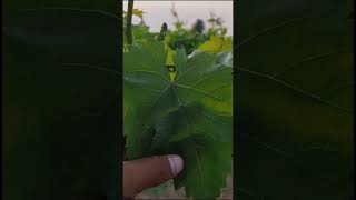 A Grape vineyard where the farmer has applied our microalgaebased Biostimulant [upl. by Dirtsa905]