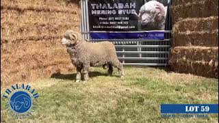 Lot 59  Thalabah Merino Ram Sale 2023 [upl. by Erund335]