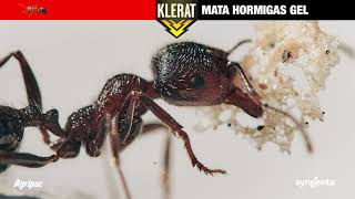 Klerat Hormigas Gel [upl. by Natasha]