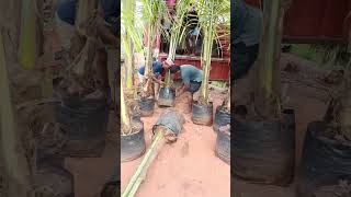 We bought coconut plants from Kadiam Nursery  We are loading coconut plants [upl. by Ahsirtap173]