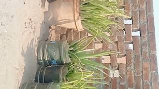 Zainab EnterprisesAloe vera live Special variety aloe barbadensis vera succulent plant50 [upl. by Iruyas492]