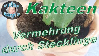 Kakteen durch Stecklinge vermehren [upl. by Grimonia]